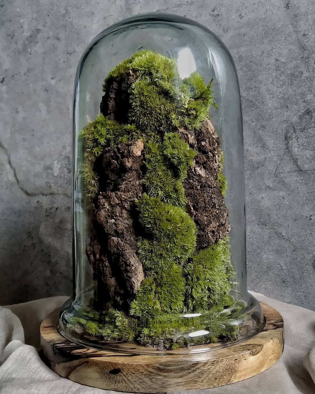 Glass dome moss terrarium